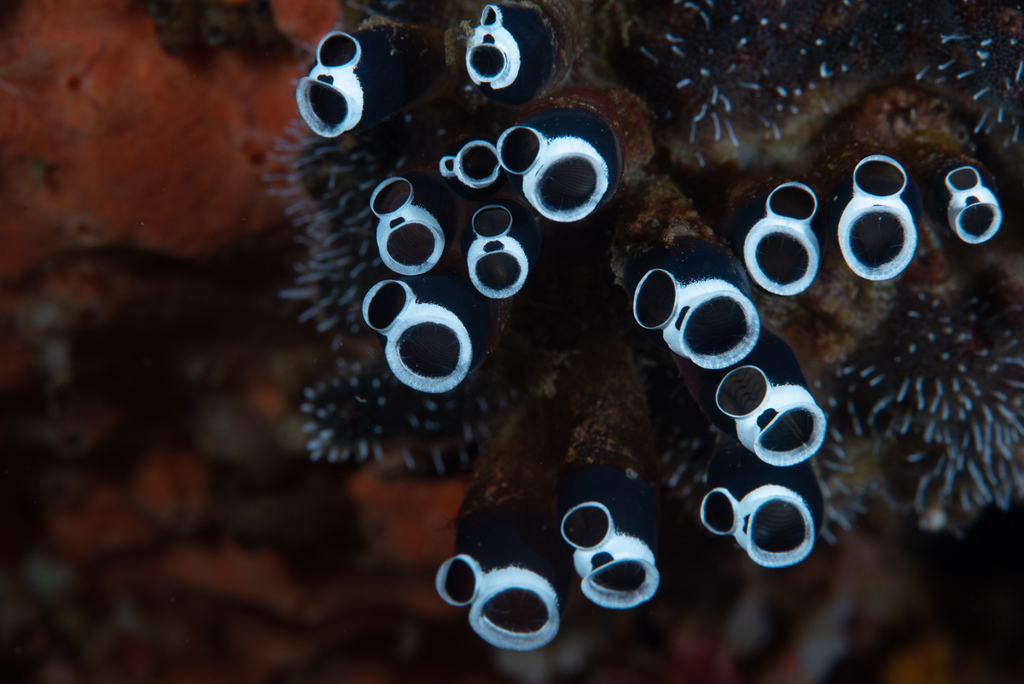 Social Tunicate
