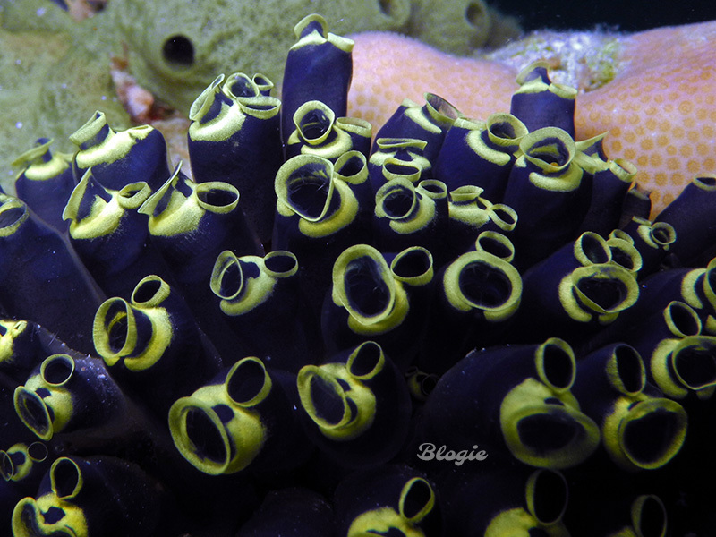 Social Tunicate