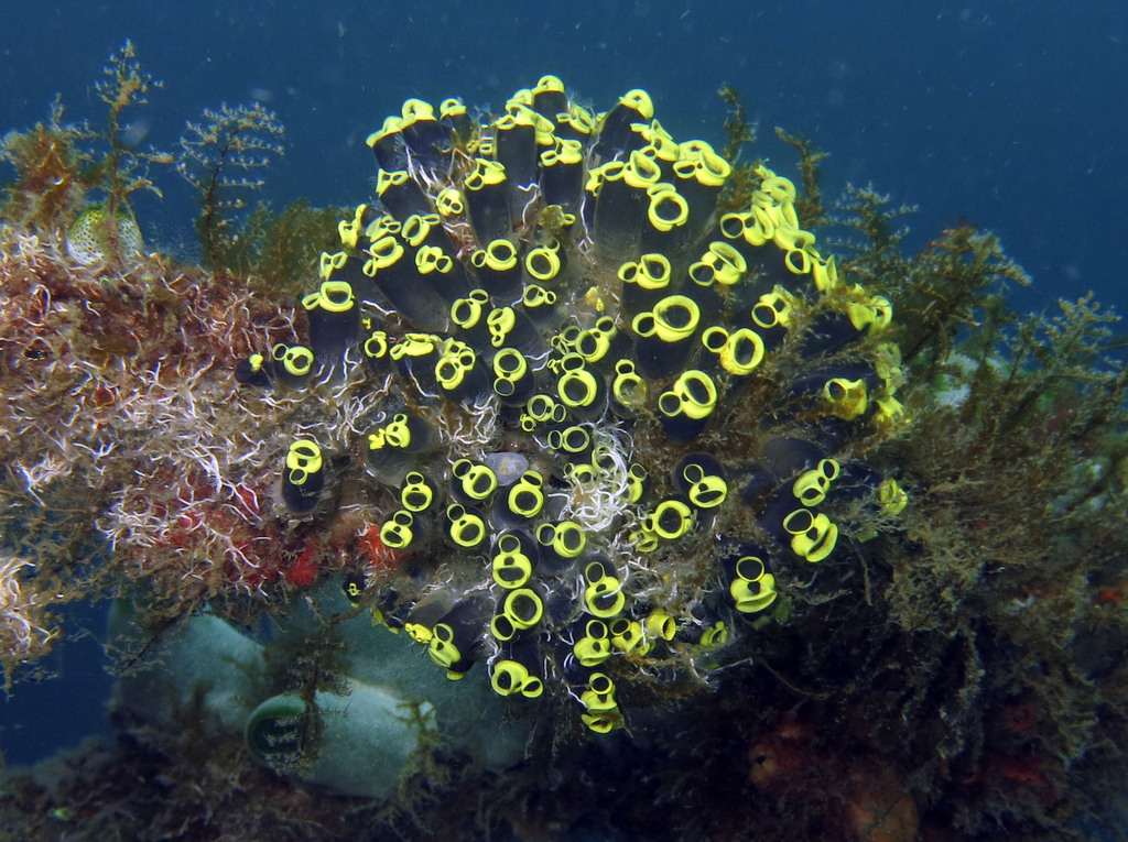 Social Tunicate