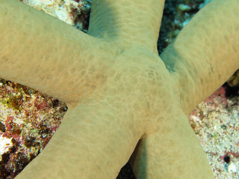 Guilding's Sea Star