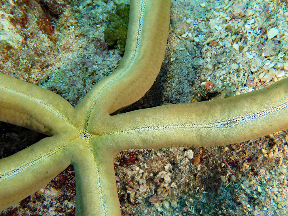 Guilding's Sea Star