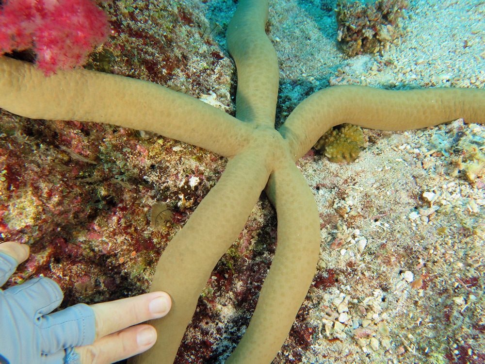 Guilding's Sea Star