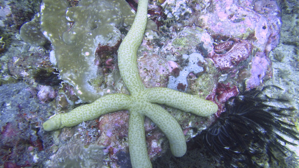 Guilding's Sea Star