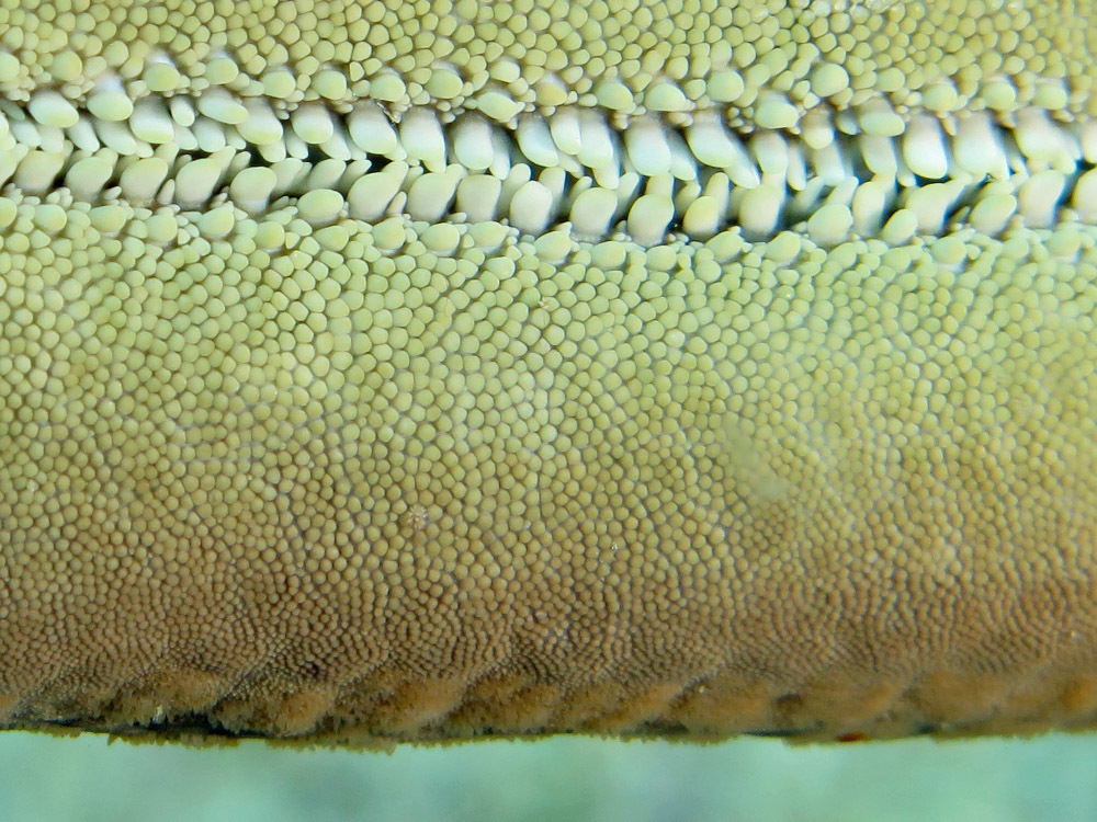 Guilding's Sea Star