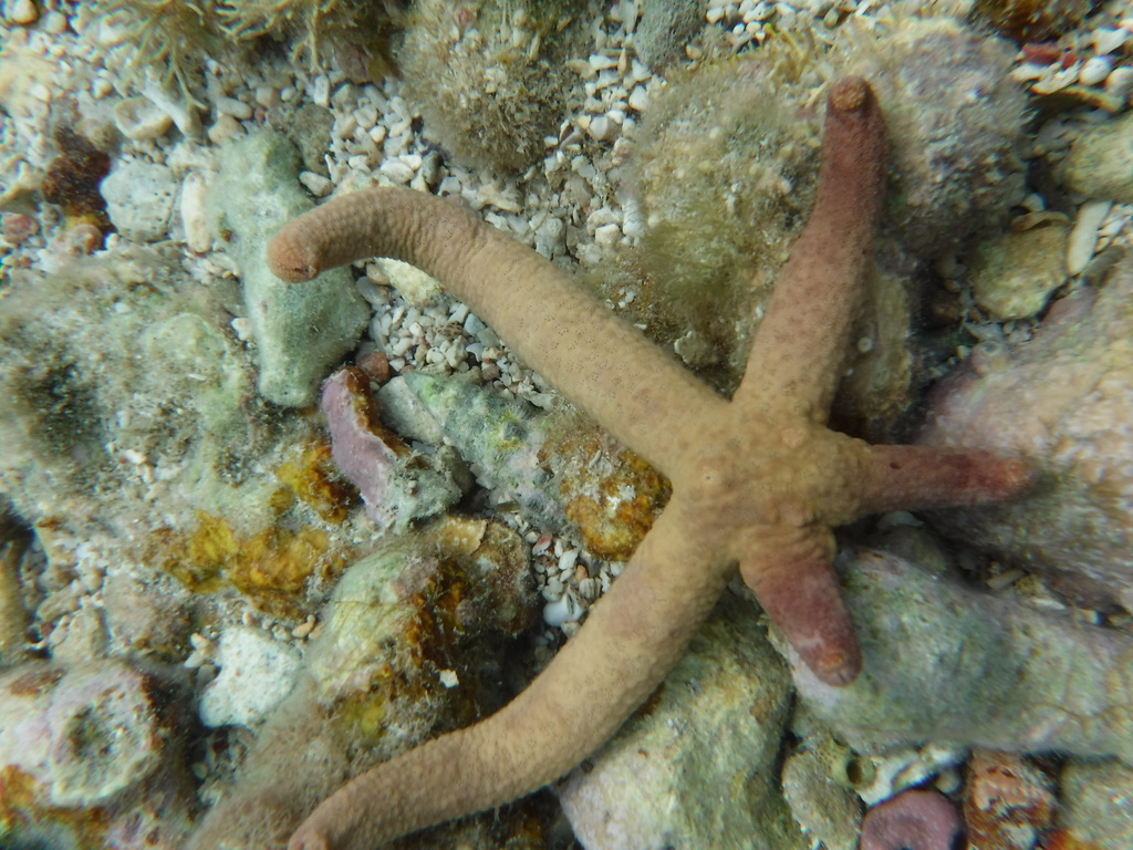 Guilding's Sea Star