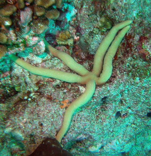Guilding's Sea Star