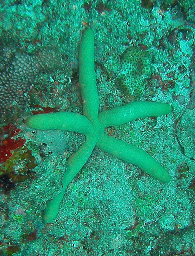 Guilding's Sea Star