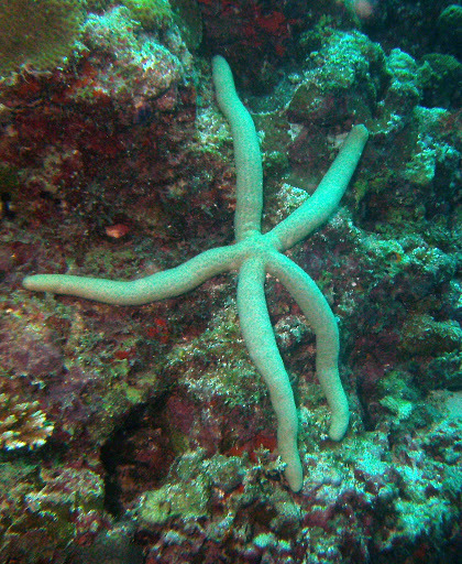 Guilding's Sea Star