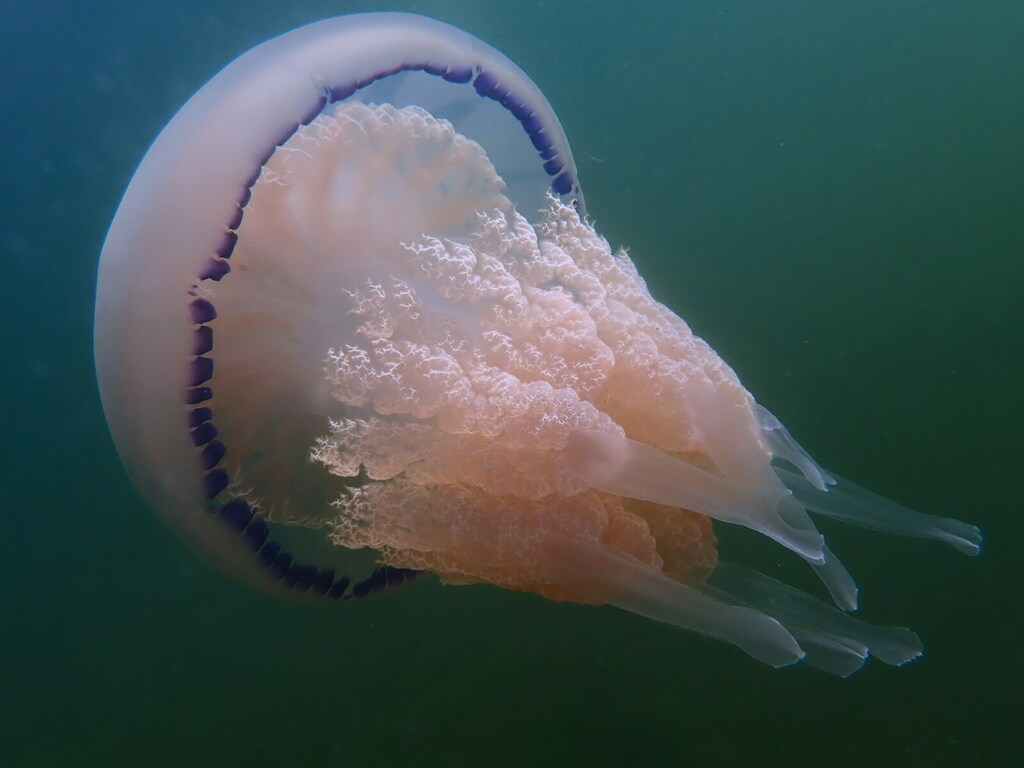 Barrel Jelly