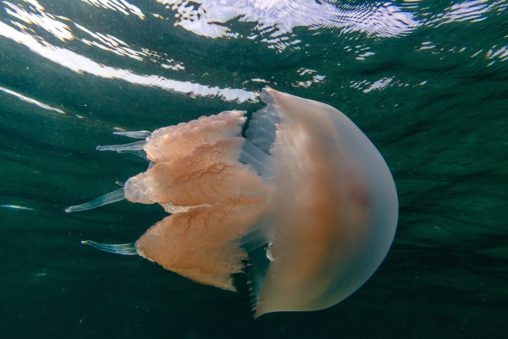 Barrel Jelly
