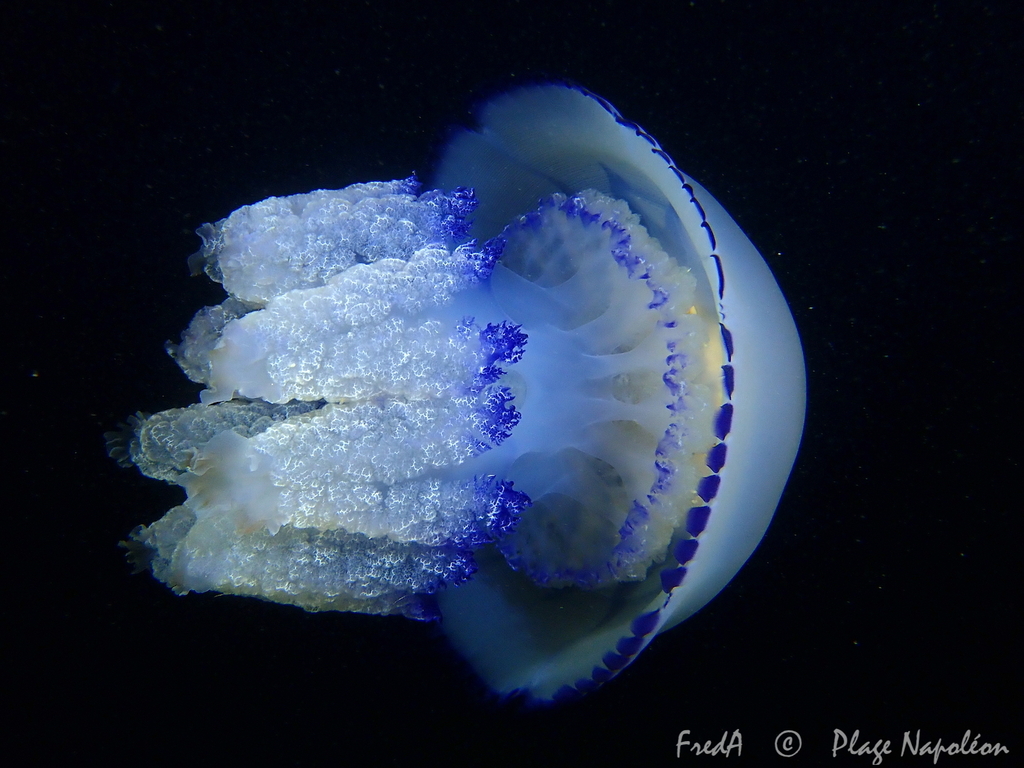 Barrel Jelly