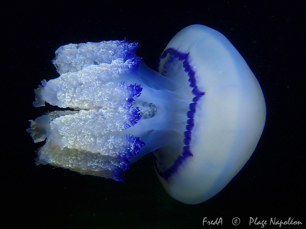 Barrel Jelly