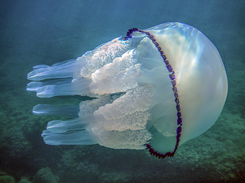 Barrel Jelly