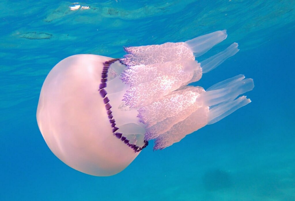Barrel Jelly