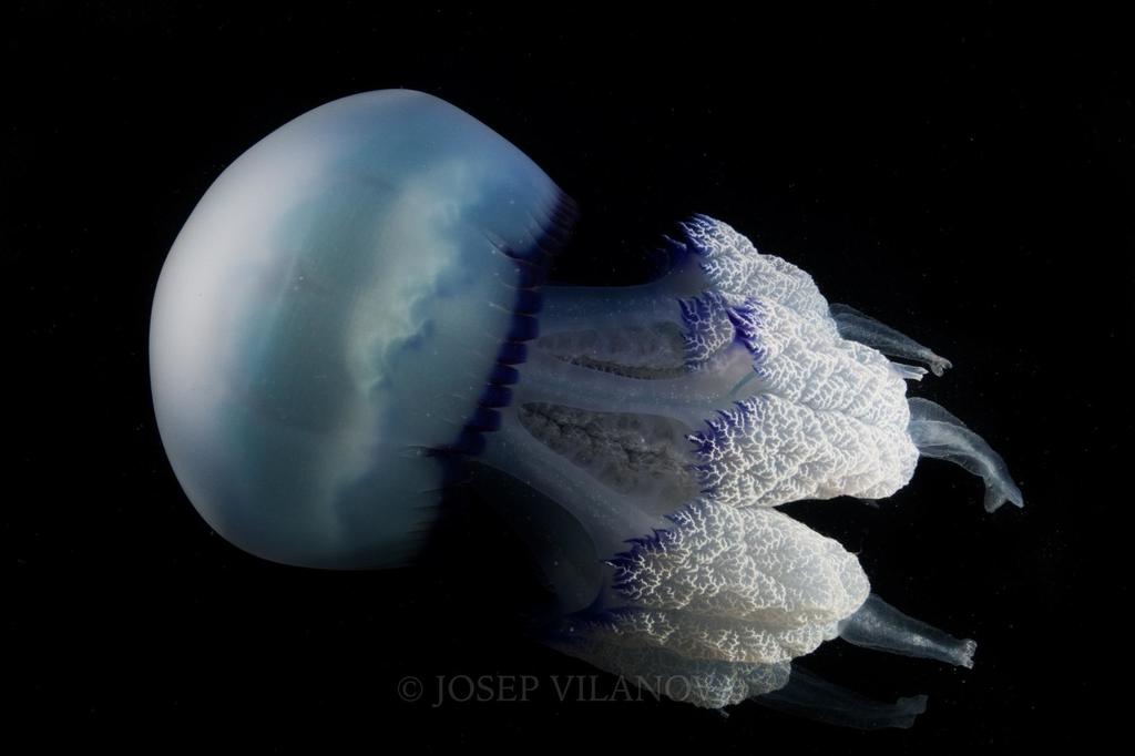 Barrel Jelly