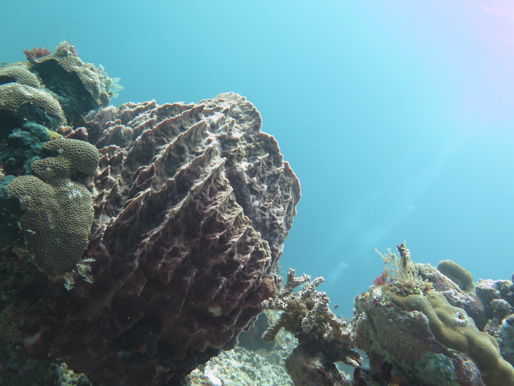Giant Barrel Sponge