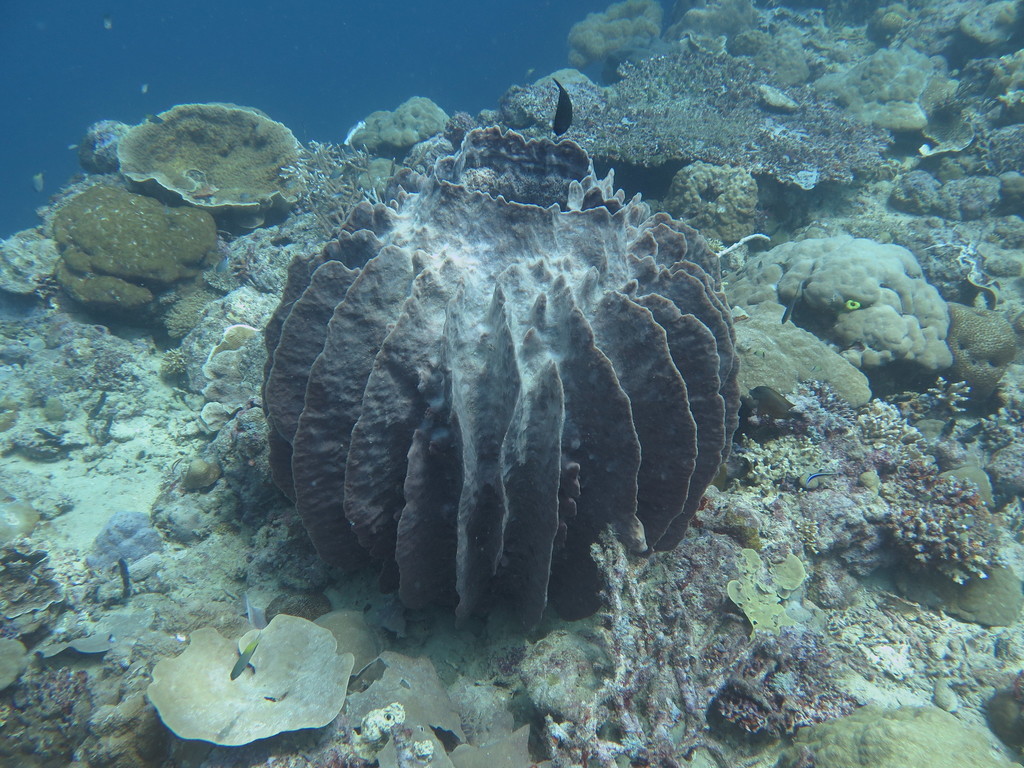 Giant Barrel Sponge