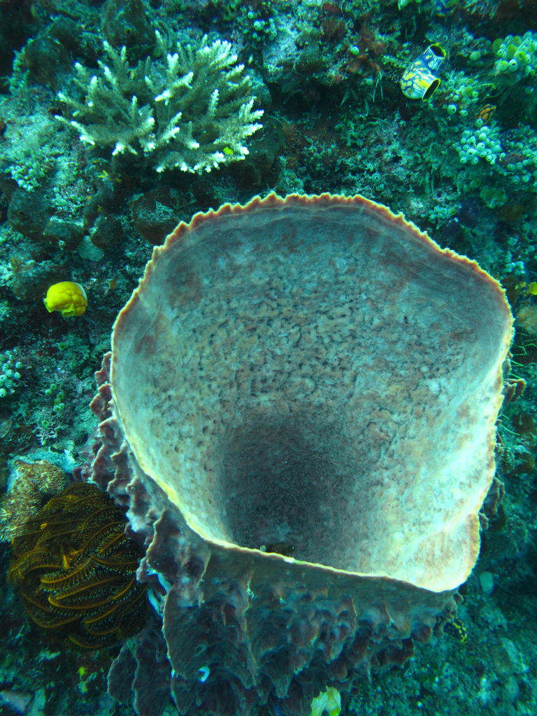 Giant Barrel Sponge