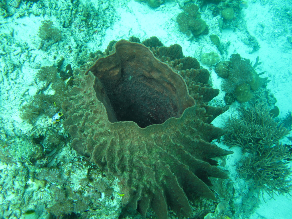 Giant Barrel Sponge