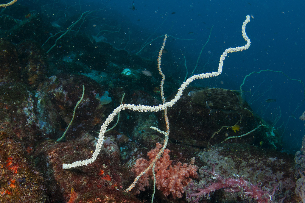 Yellow Wire Coral