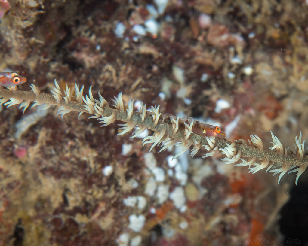 Yellow Wire Coral