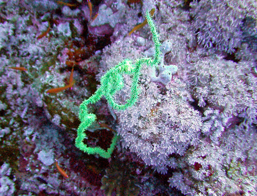 Yellow Wire Coral