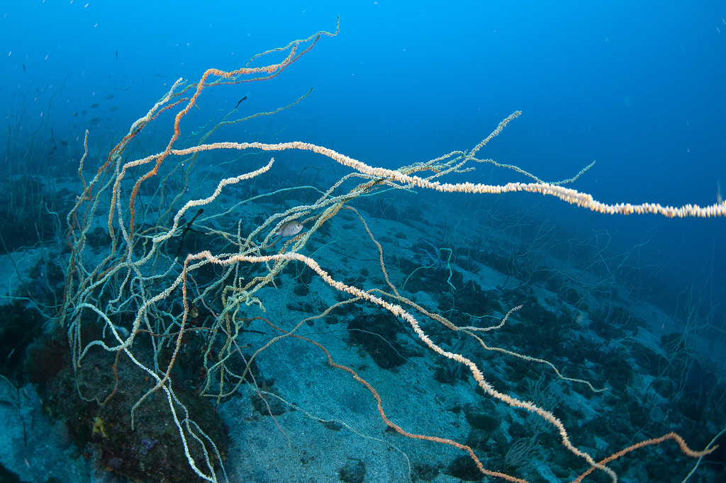 Yellow Wire Coral