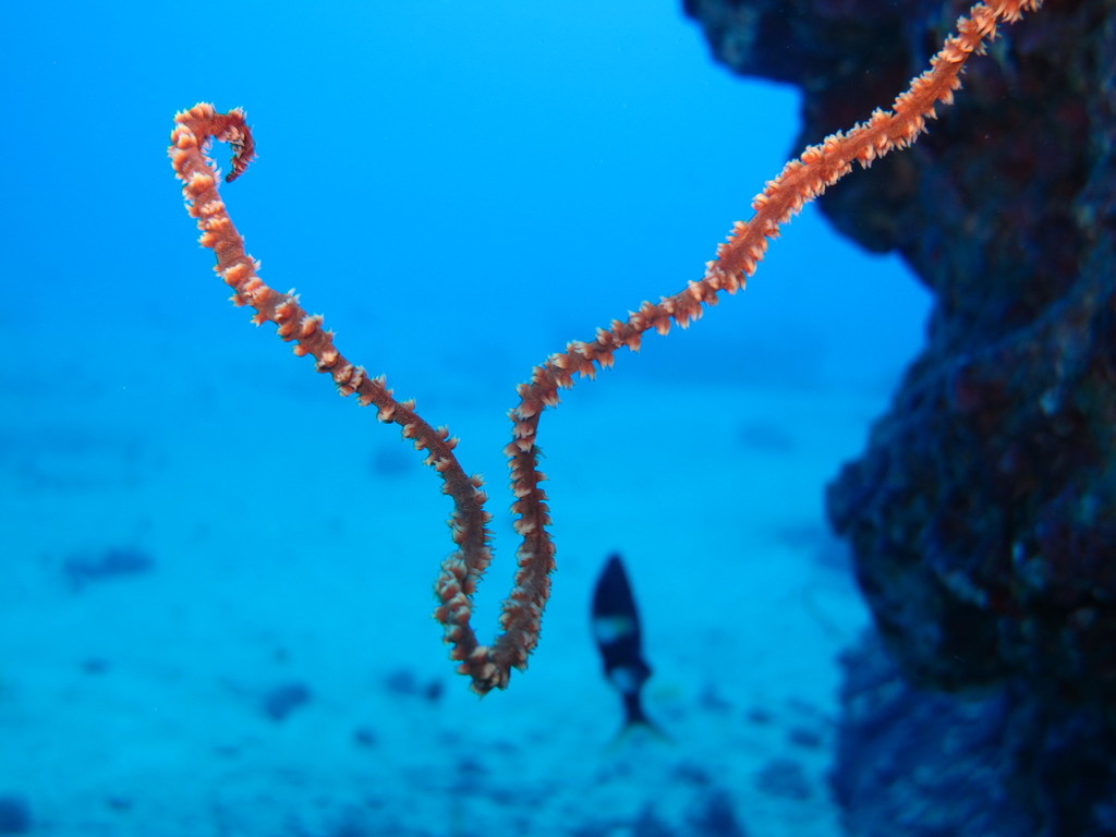 Yellow Wire Coral