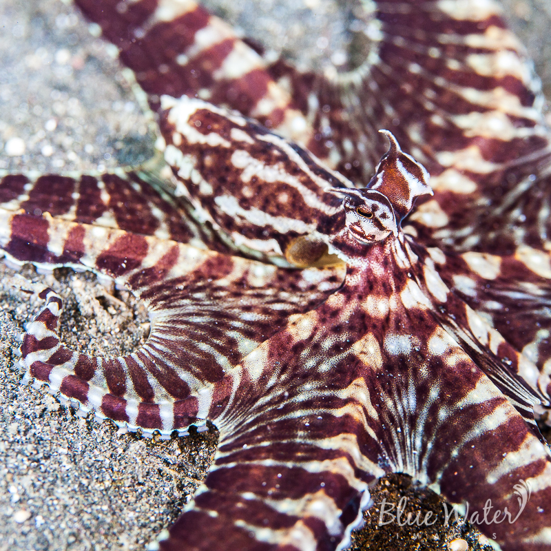 Mimic Octopus