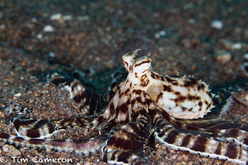 Mimic Octopus