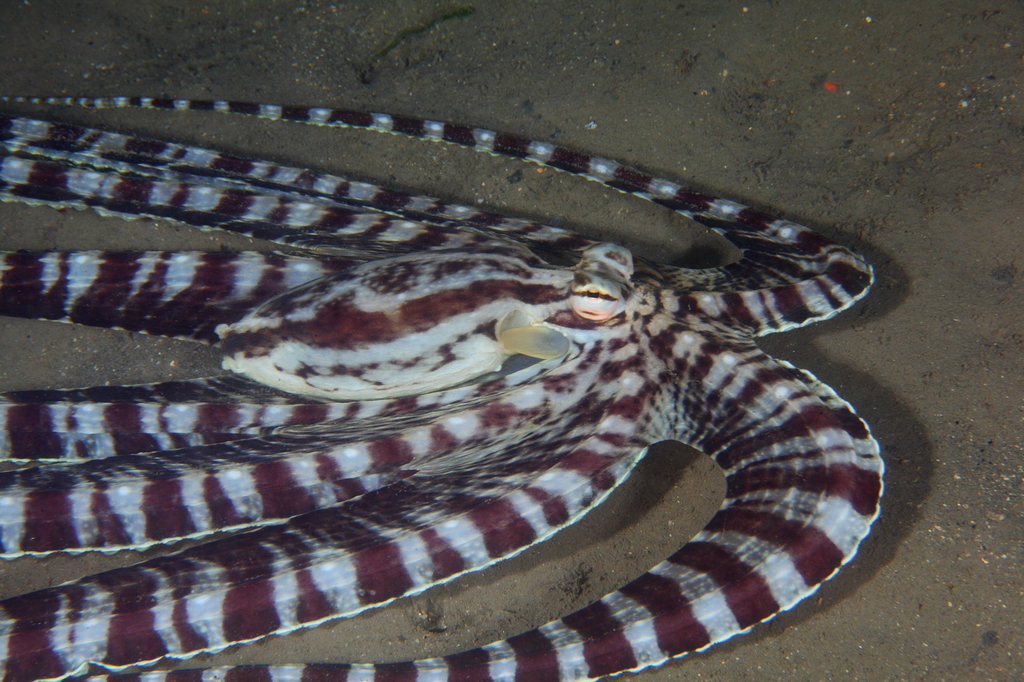 Mimic Octopus
