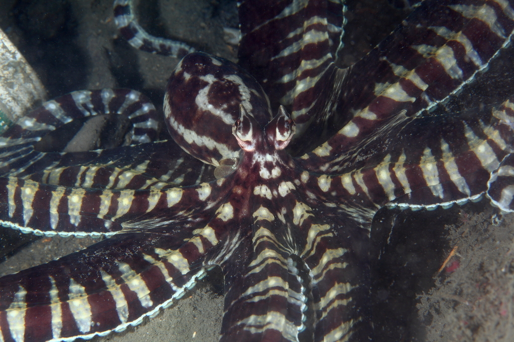 Mimic Octopus