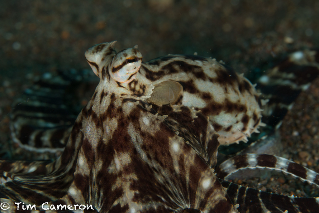Mimic Octopus