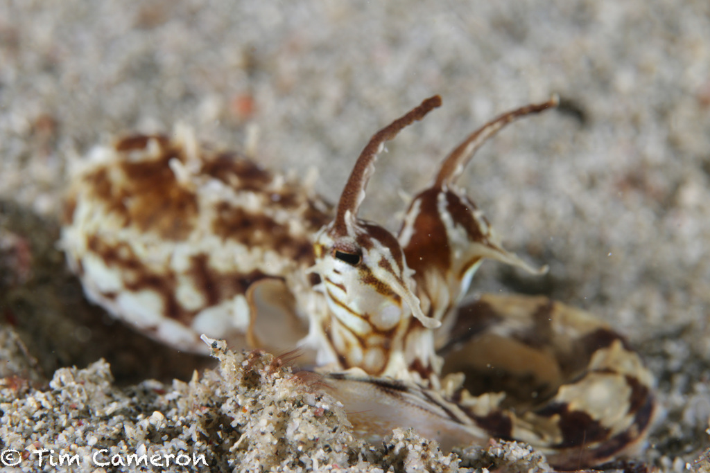 Mimic Octopus