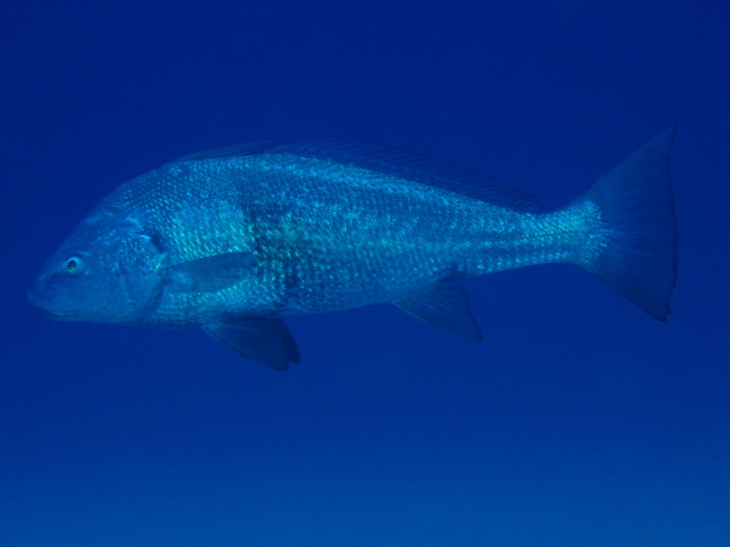 Fusca Croaker