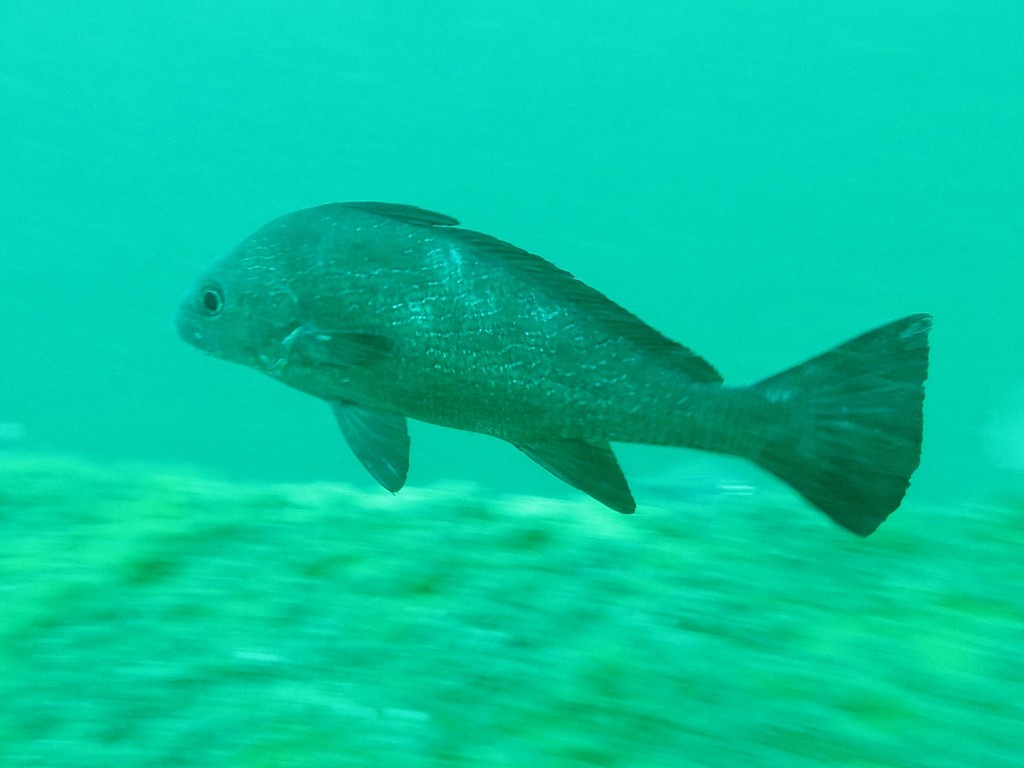 Fusca Croaker