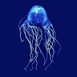 Marine Stinger