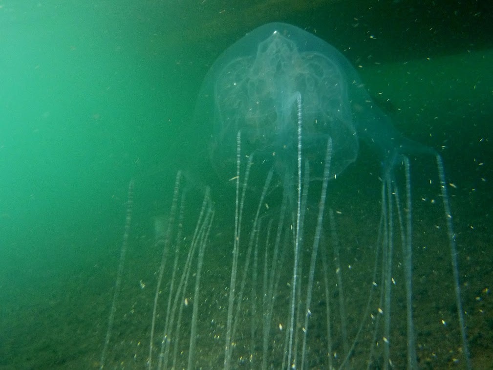 Marine Stinger