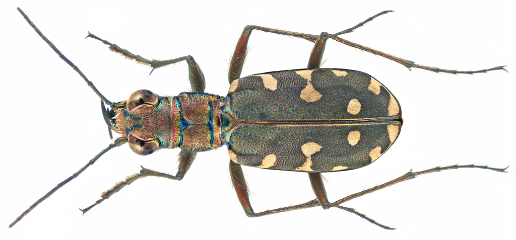 Littoral Tiger Beetle