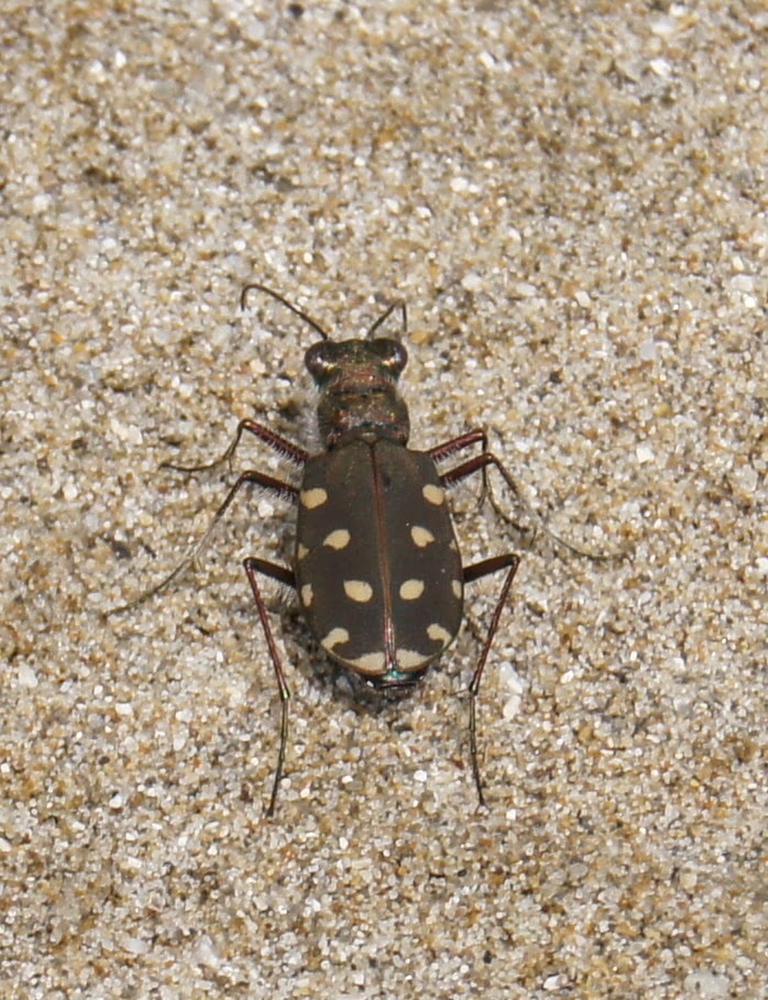 Littoral Tiger Beetle