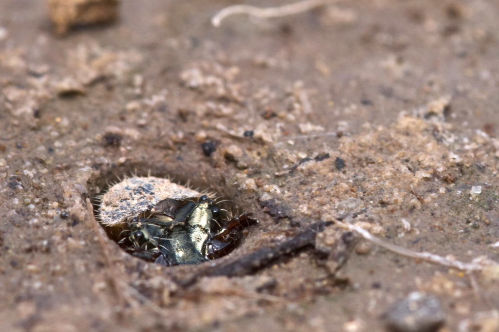 Littoral Tiger Beetle