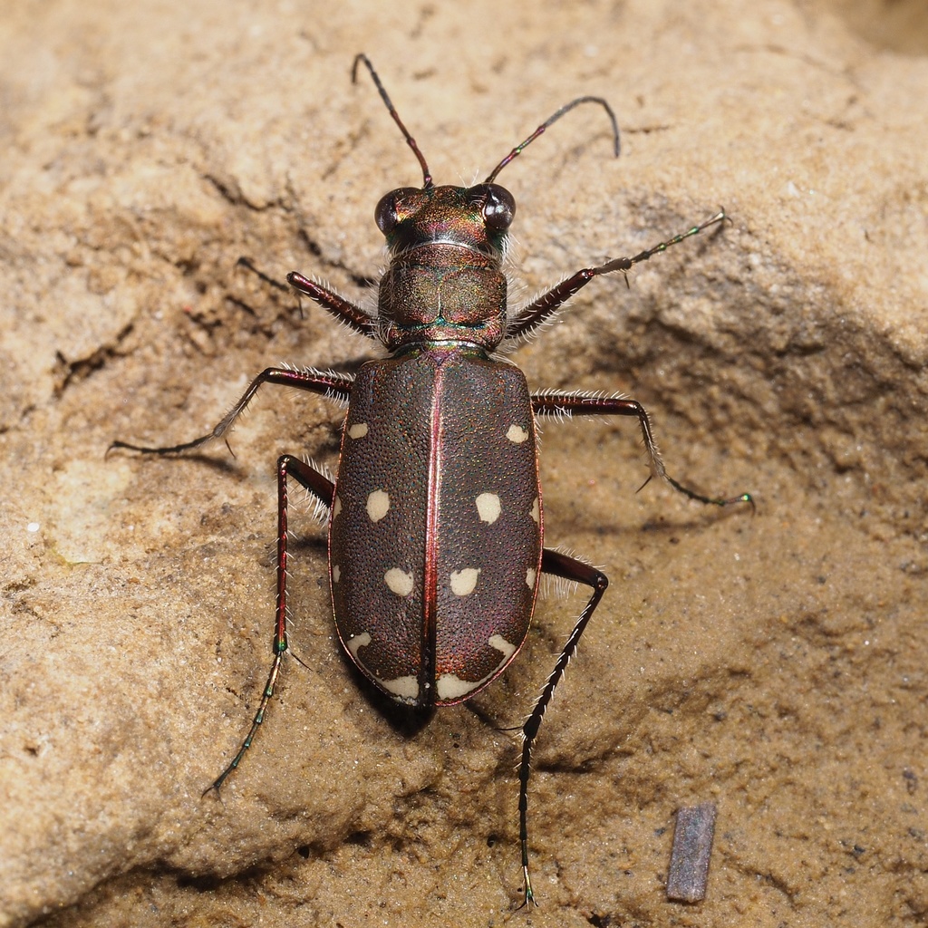 Littoral Tiger Beetle