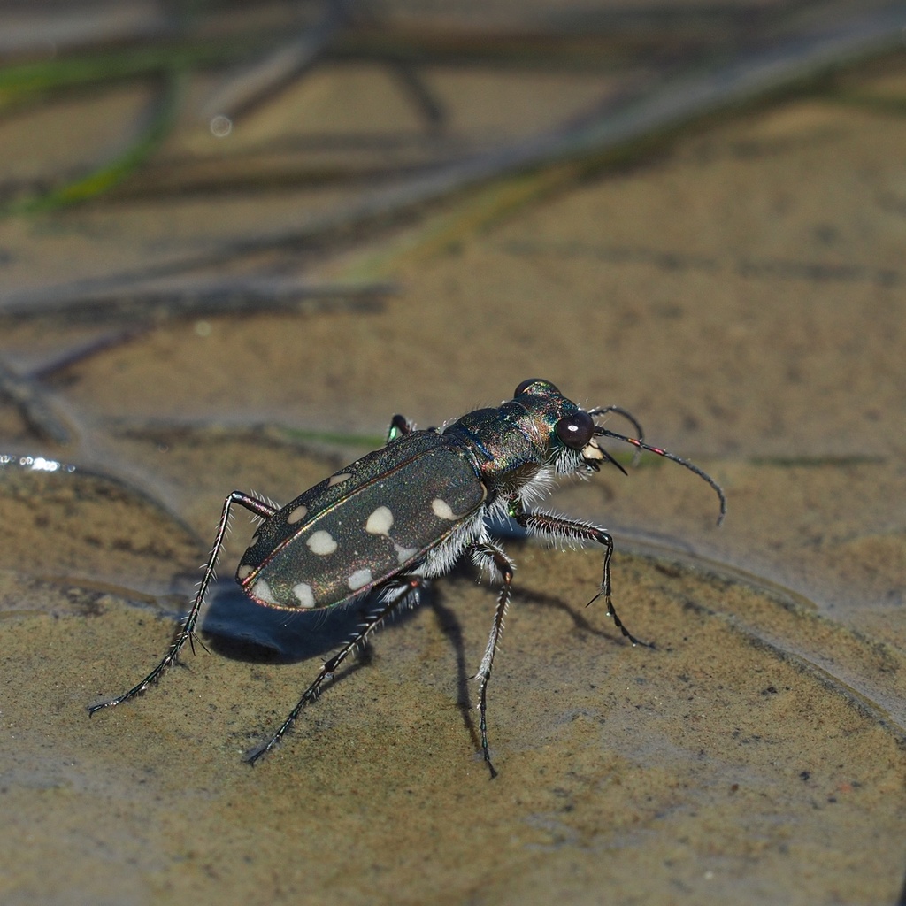Littoral Tiger Beetle
