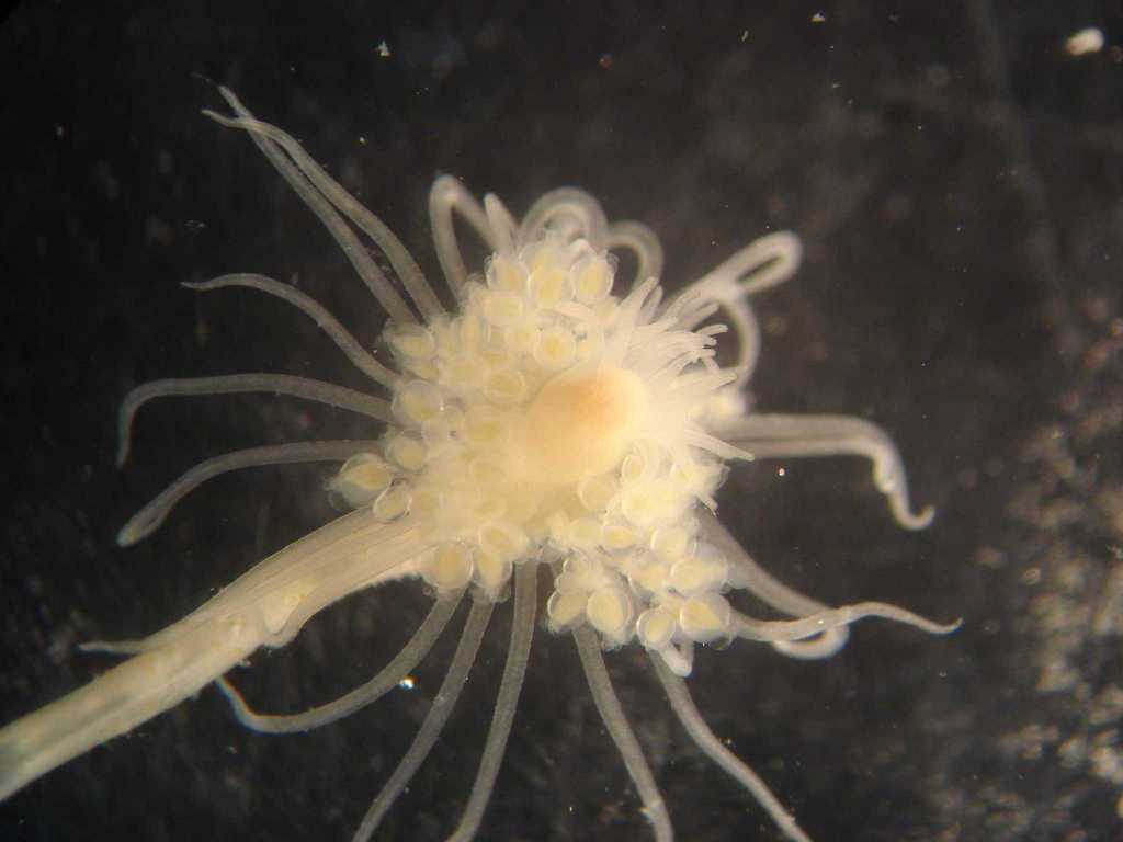 Tubular Hydroid