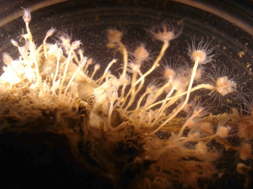 Tubular Hydroid