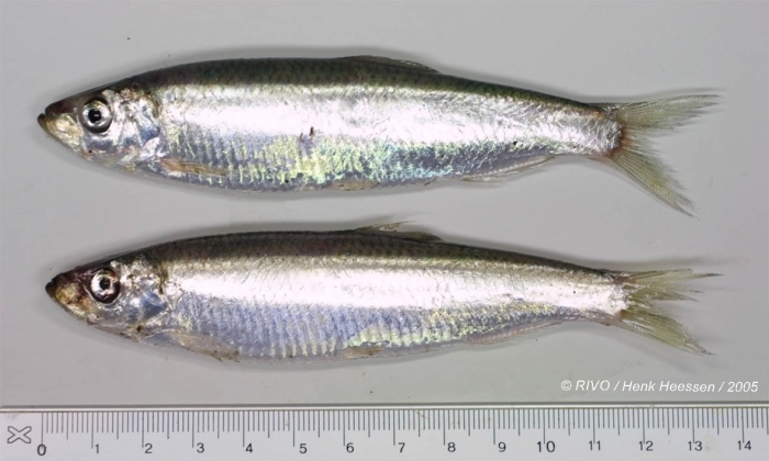 European Sprat