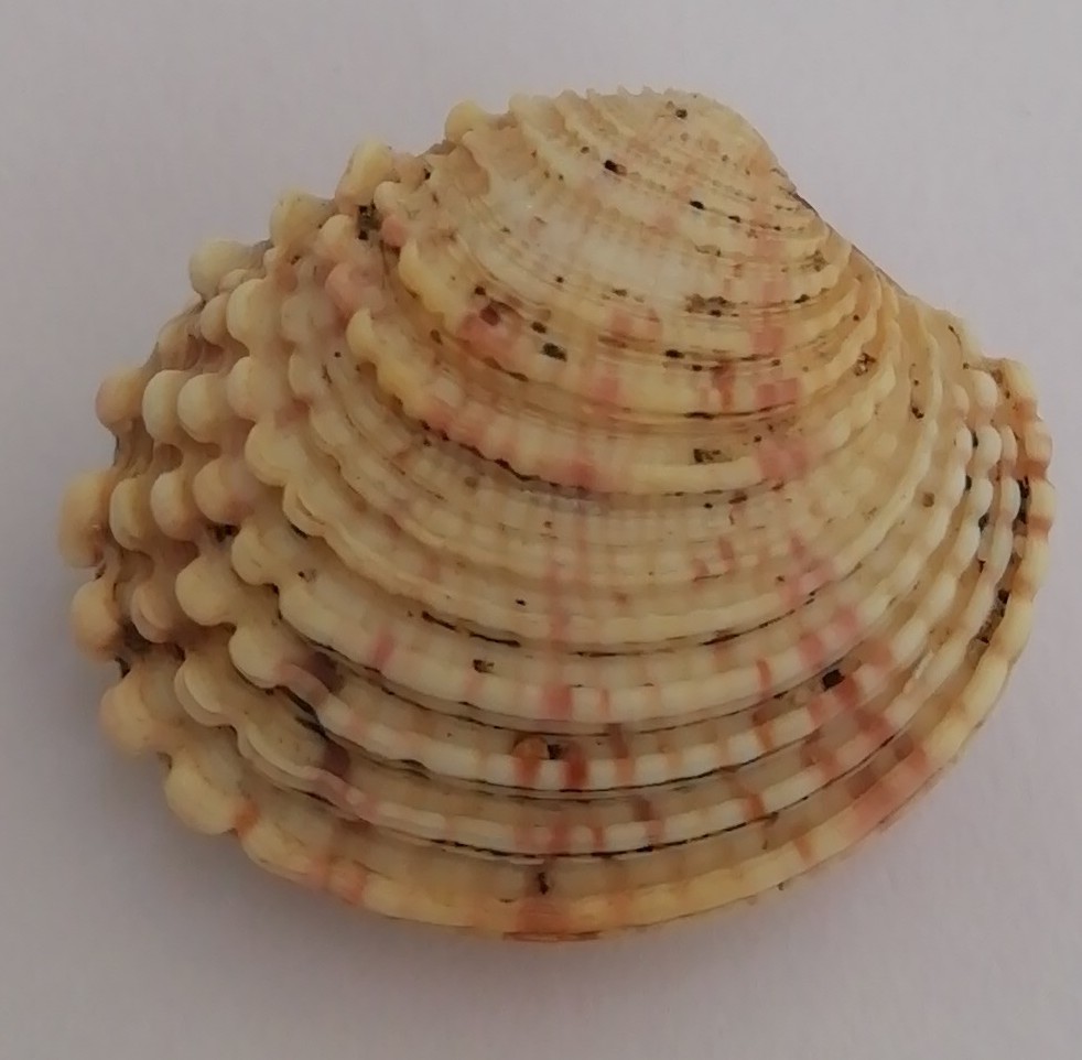 Warty Venus Clam