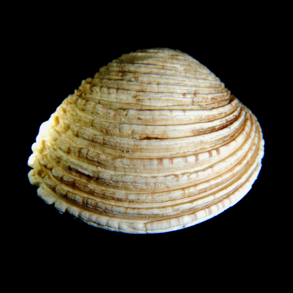 Warty Venus Clam