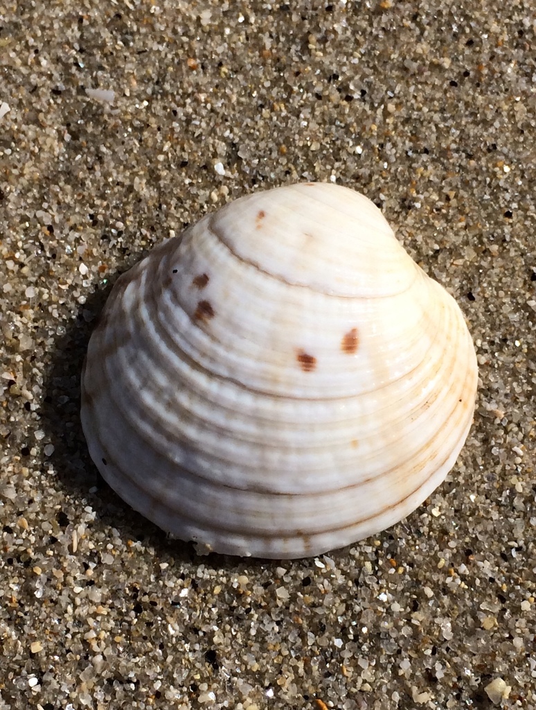 Warty Venus Clam