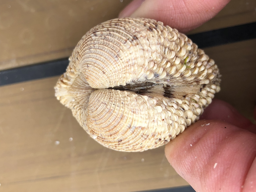 Warty Venus Clam